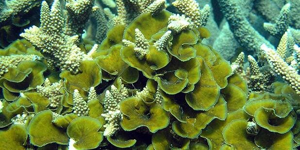 Coral Reef Algae Lab banner