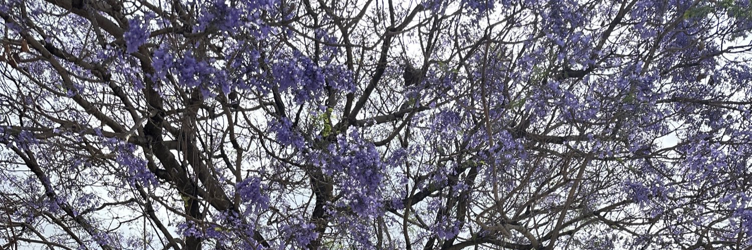 Mijal Tenenbaum banner