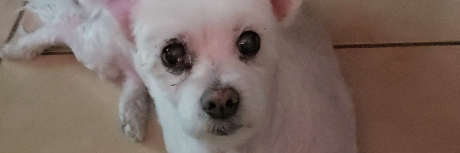 YungLanksta's profile banner image