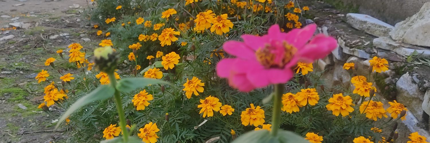 zargy824's profile banner image