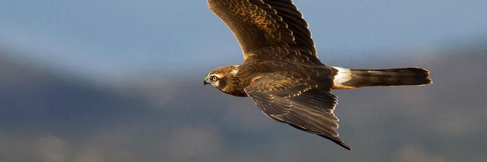 Birding The Strait banner