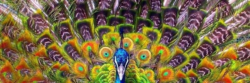PavlinSerg's profile banner image