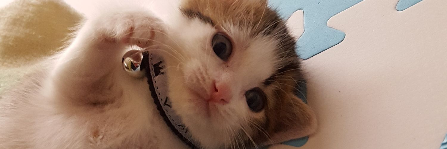 snows_nuts's profile banner image