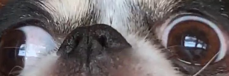 REALsydneysmith's profile banner image