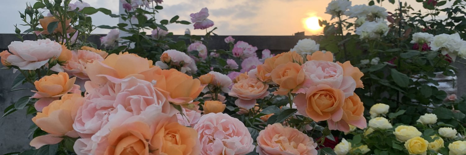 章魚💜ก(ｰ̀ωｰ́ก) banner