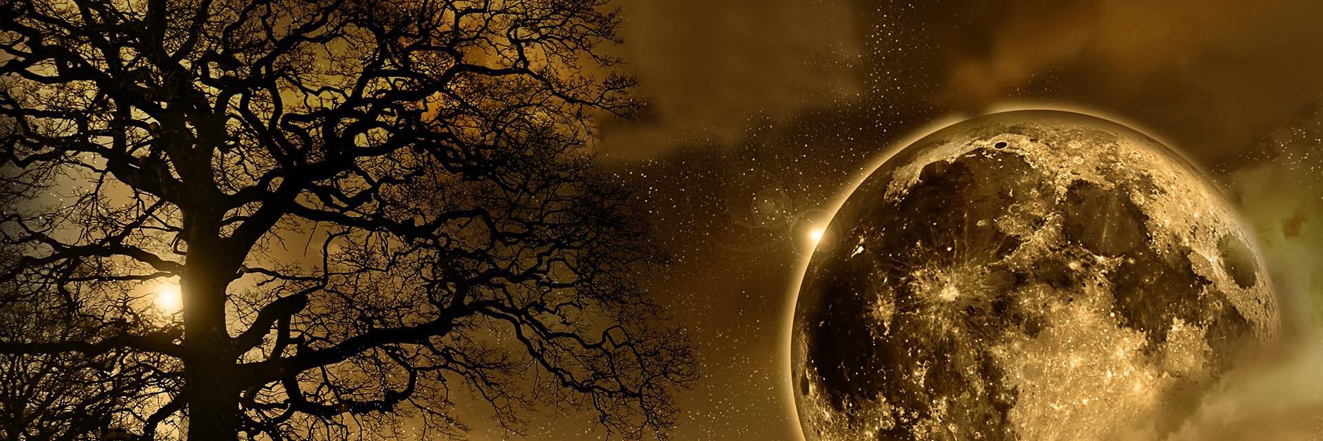 NancyNBeaver's profile banner image