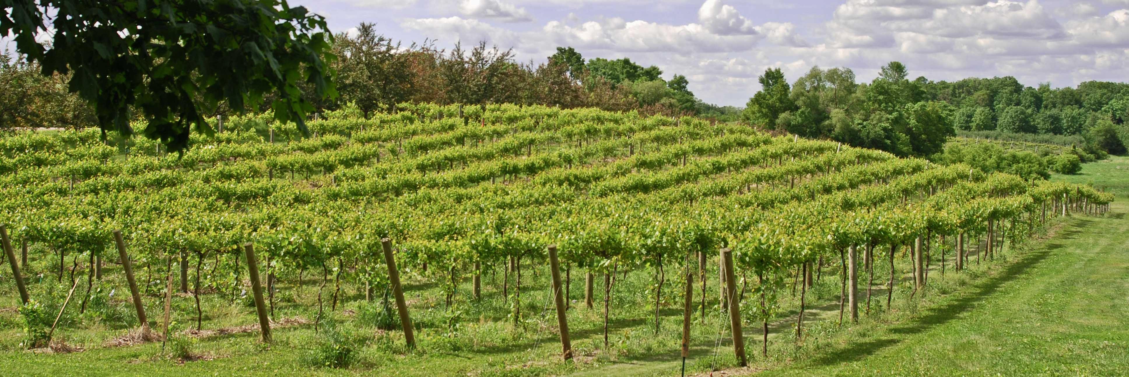 ParleyLakeWine's profile banner image