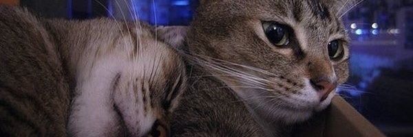 LIANCAFA's profile banner image