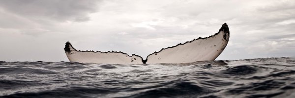 BB_SingHa Profile Banner