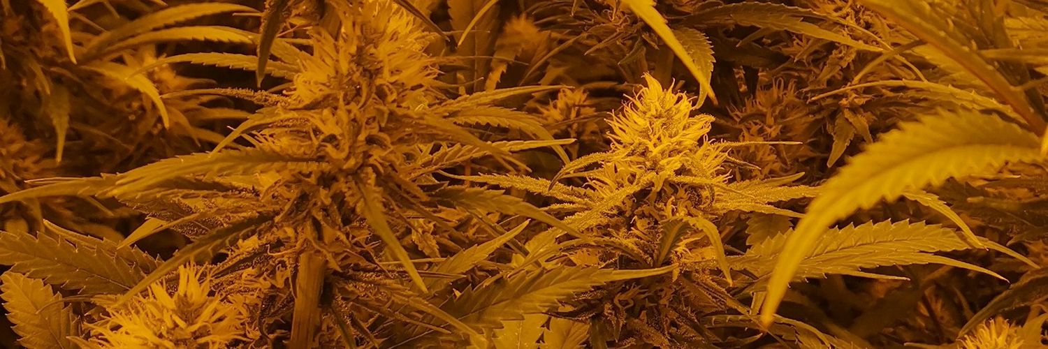 Weed_bcn's profile banner image