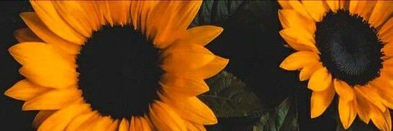 tiramissyucake's profile banner image