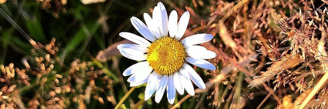 rikhapurnama's profile banner image