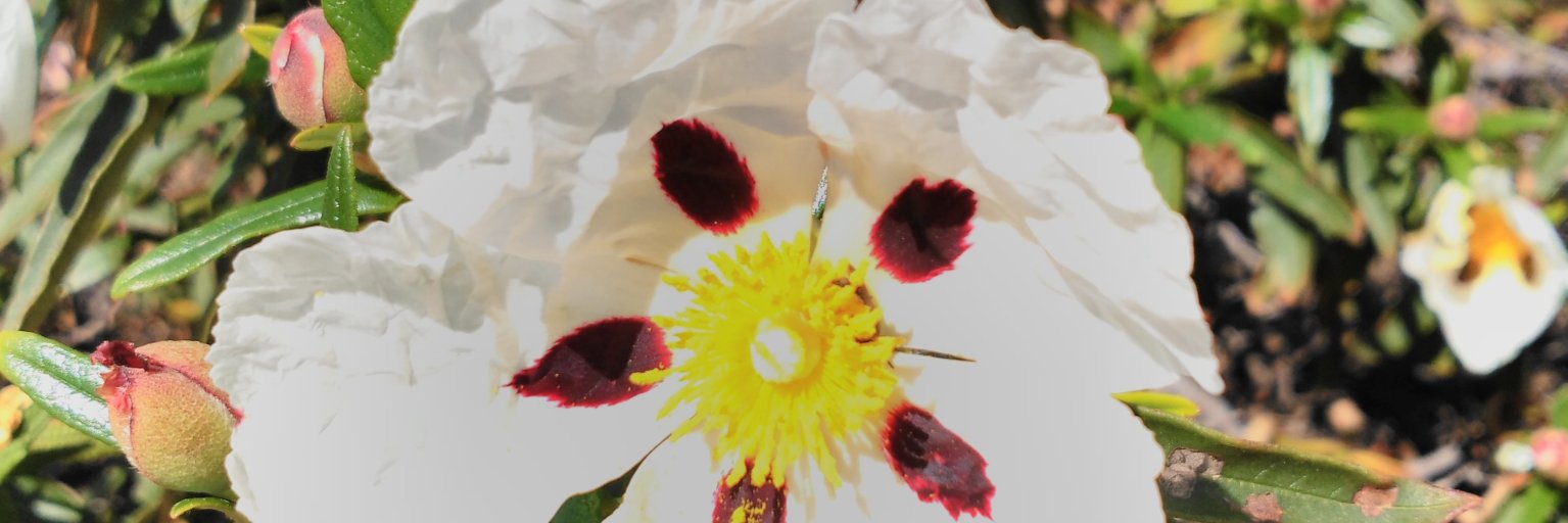EcEstherm's profile banner image