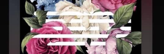 shncsno's profile banner image