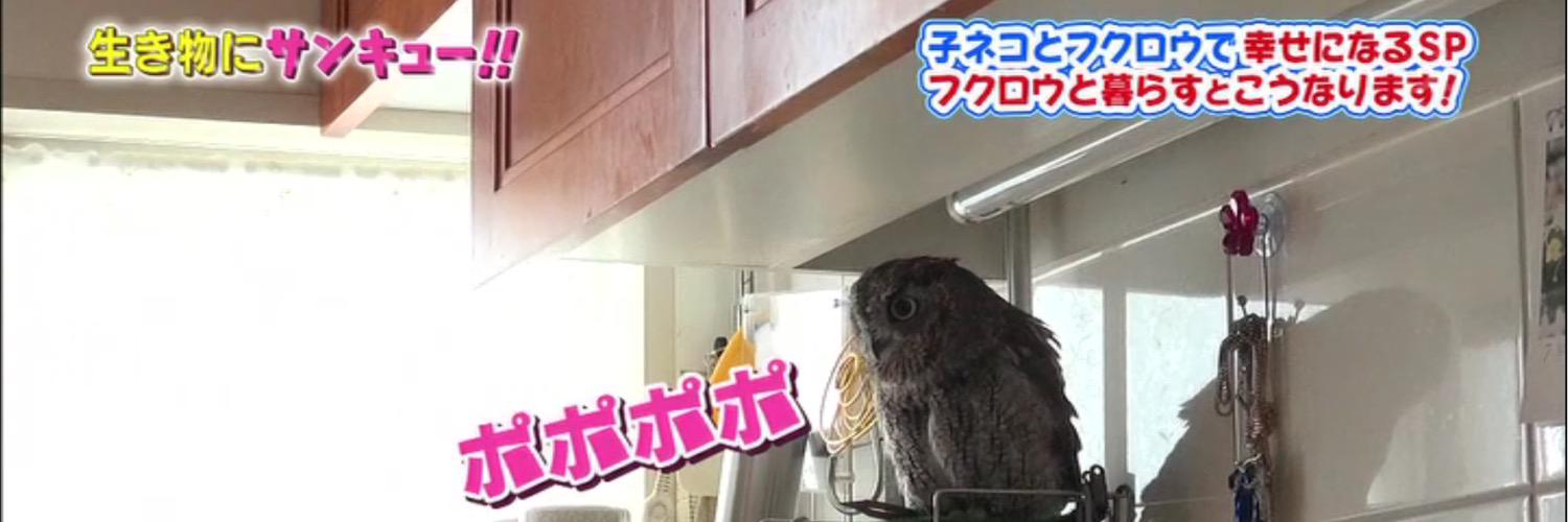 KuuOwl's profile banner image