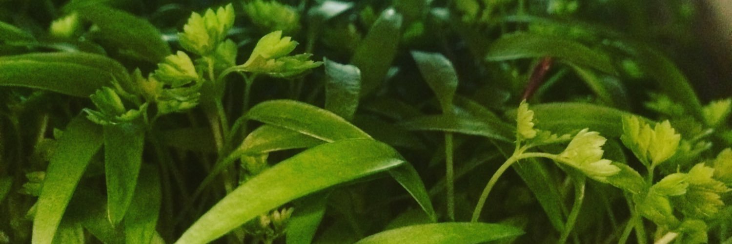 _Janellemarquez's profile banner image
