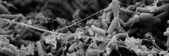 Tracy Mae Smith banner