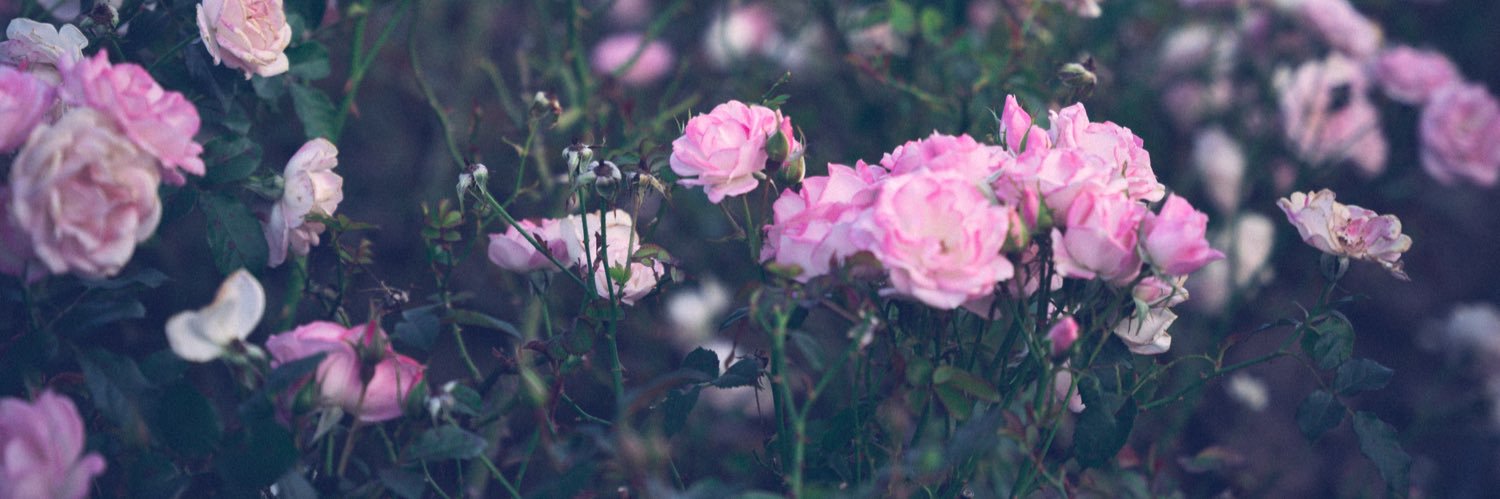 _pometter's profile banner image