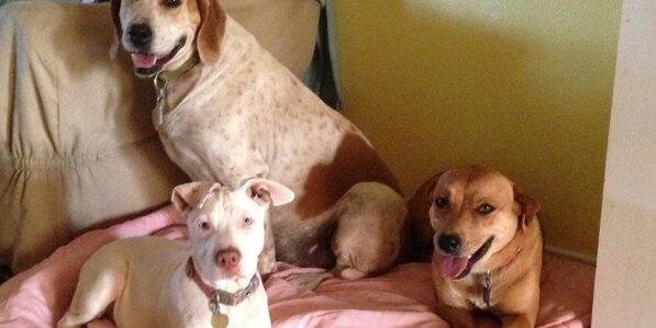 MiraclePaws8's profile banner image