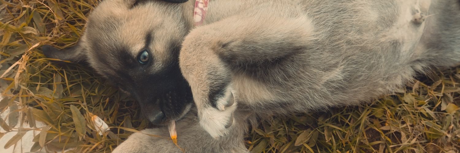 IlaaydaC's profile banner image