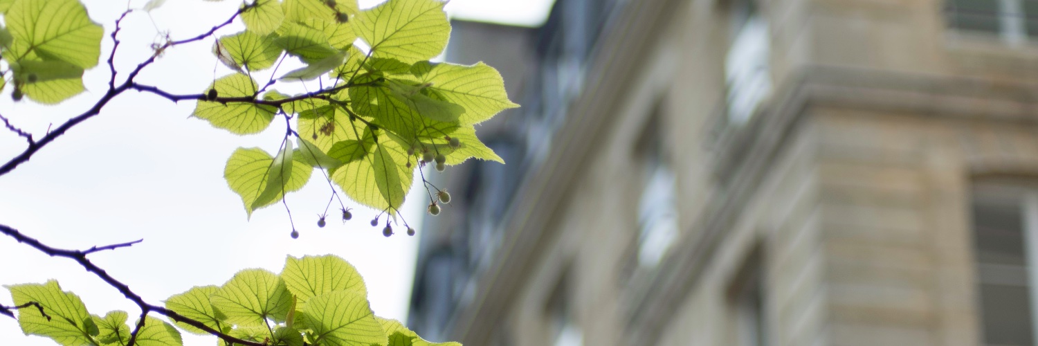 Ester Gea-Mallorquí banner