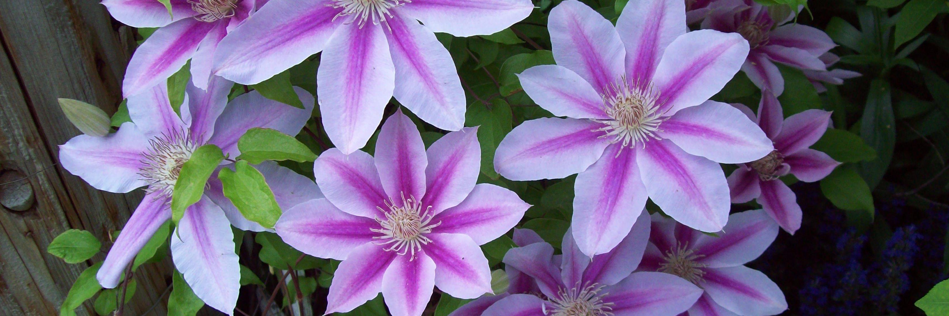 Ilyssen's profile banner image