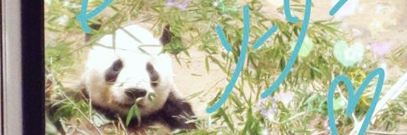 Selene_Shino's profile banner image