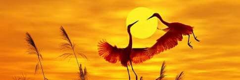 manika_biswas's profile banner image