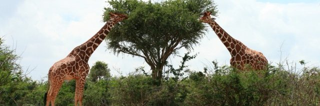 Kawa Nini banner