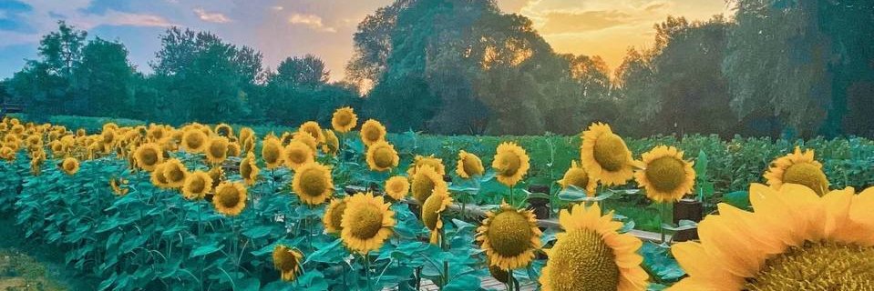 FollowJcccol's profile banner image