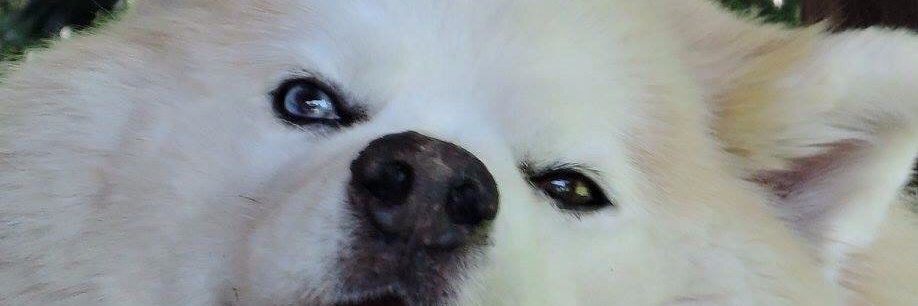 chemmarino's profile banner image