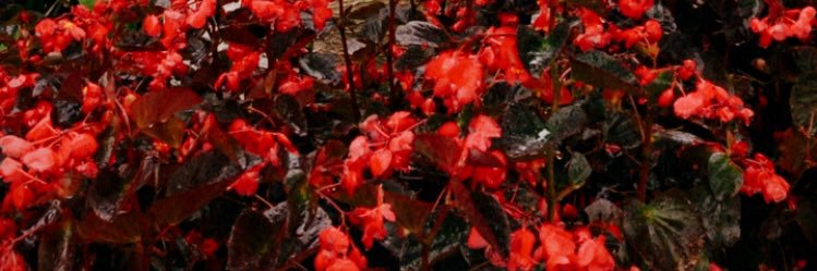 robertaredede's profile banner image