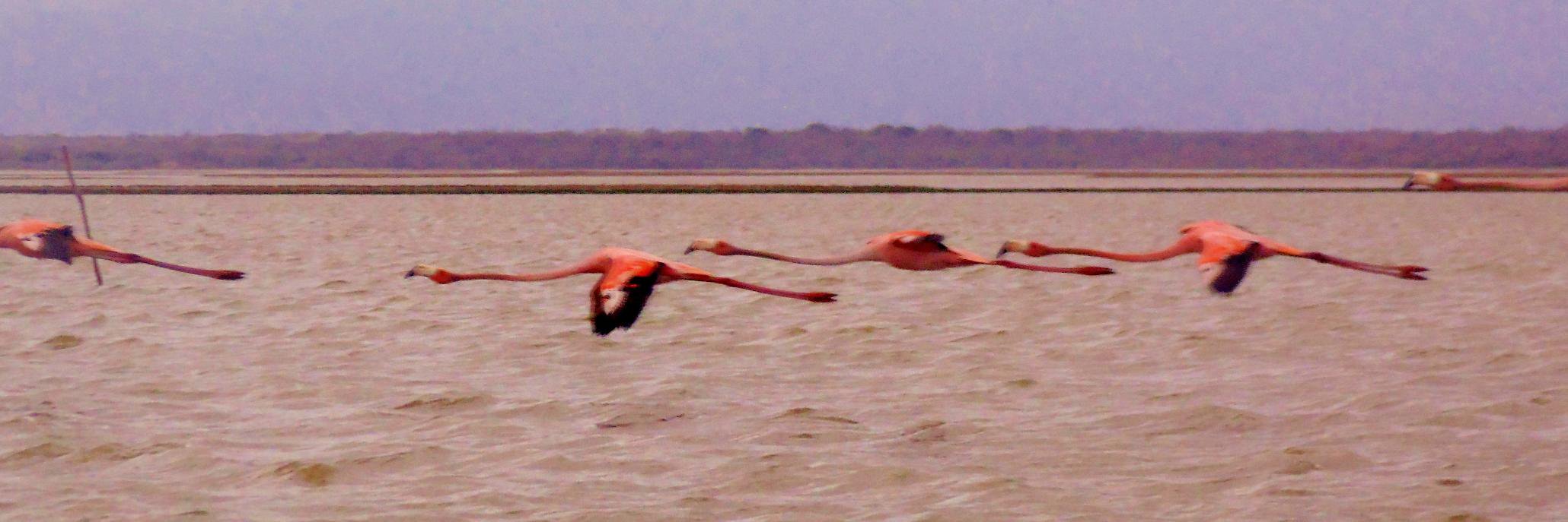 Pablo Martínez banner