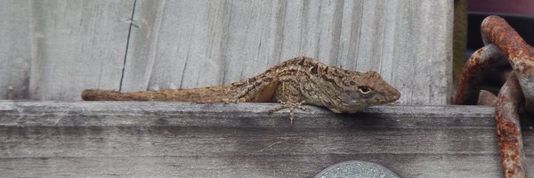 winterbeckles Profile Banner