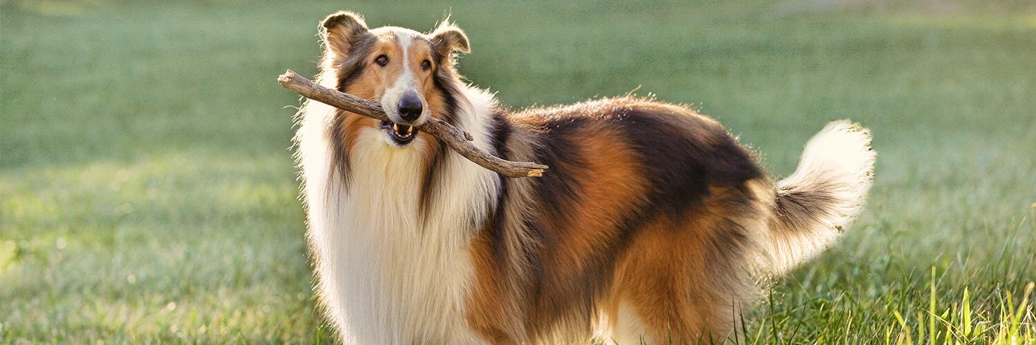 Twitter banner for @lassie