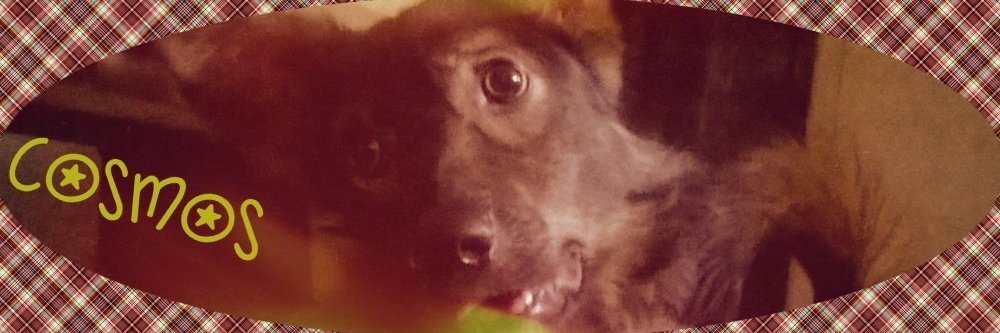 amphetrite's profile banner image