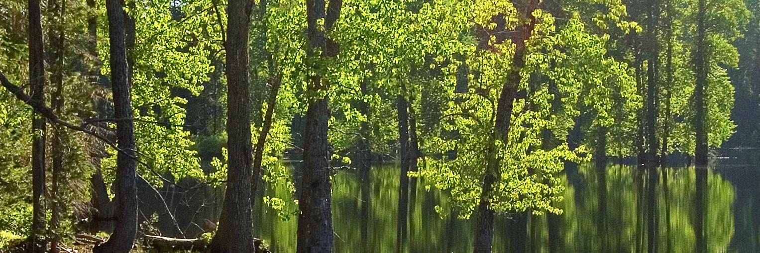 MaForêt banner