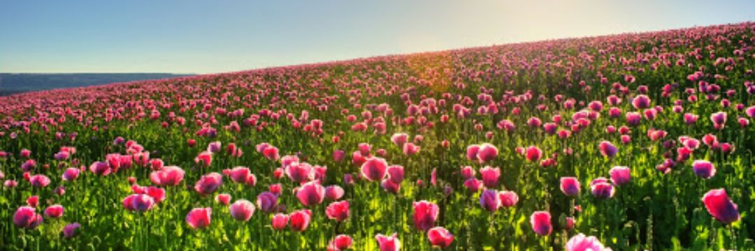 karla_deka's profile banner image