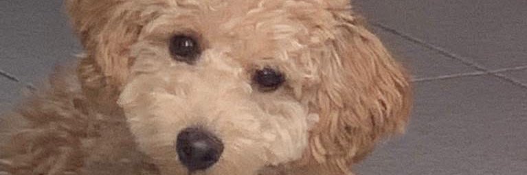 bella banner