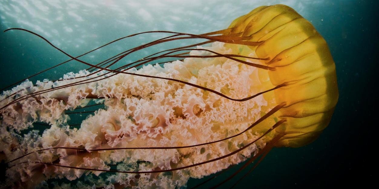 Thank You Ocean banner