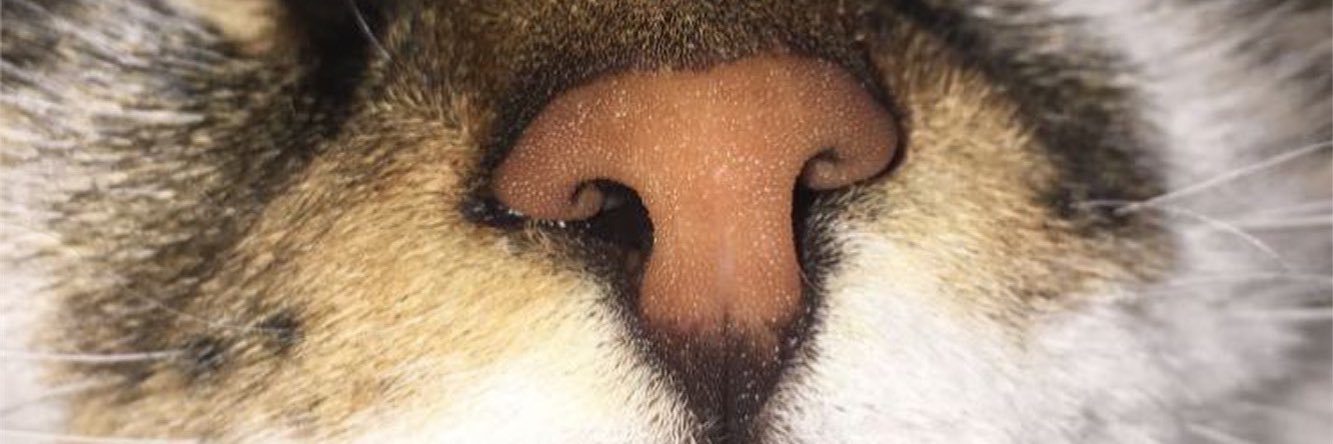 ellanoone3's profile banner image