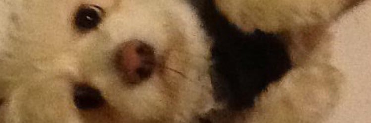 chebbiees's profile banner image