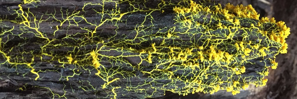 しょうどん banner