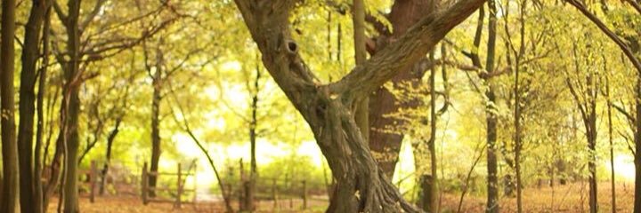 EmilyCandler's profile banner image