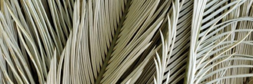 jala_zhane's profile banner image