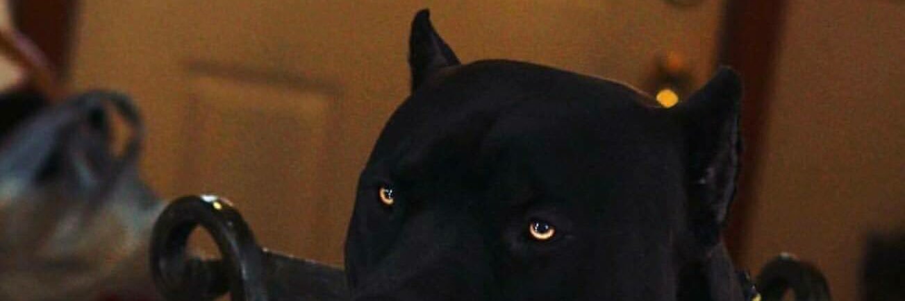samv2222's profile banner image