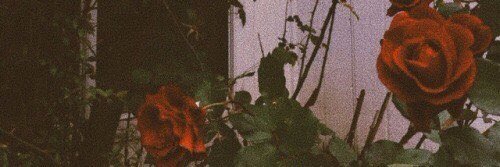arcticsarol's profile banner image