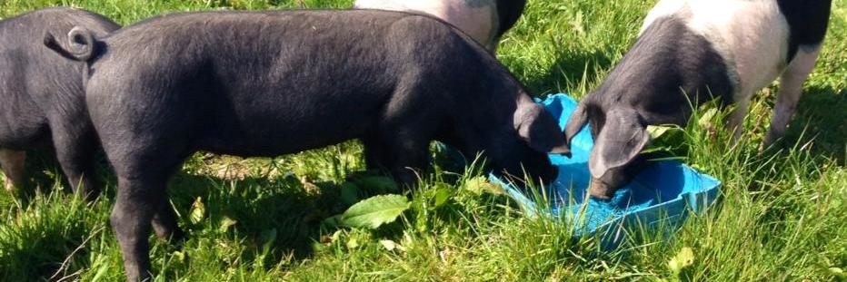 Burren Free Range banner