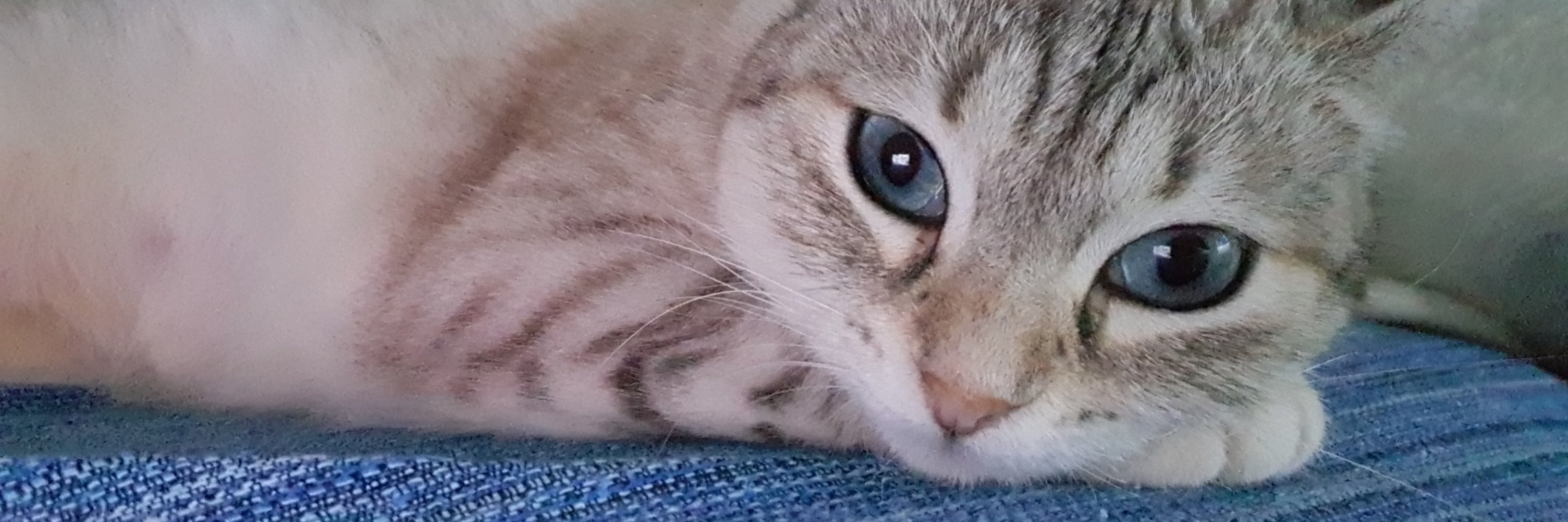 SuperMolona's profile banner image