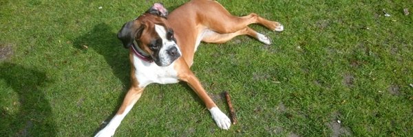 gershon27 Profile Banner